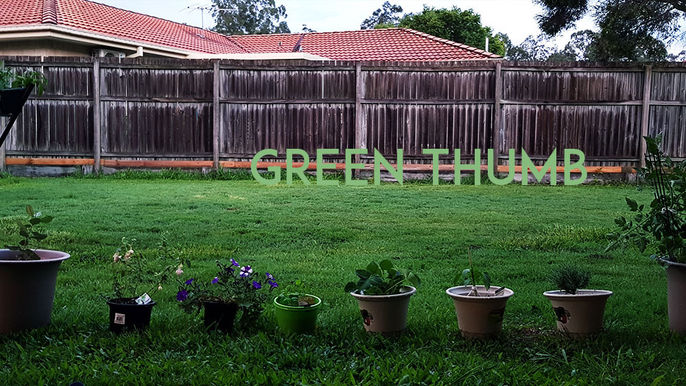 After nearly ten years of inner city living, we got into gardening in a big way this year when we moved into our new home. We're growing strawberries, chillies, eggplants, lemon grass, you name it.