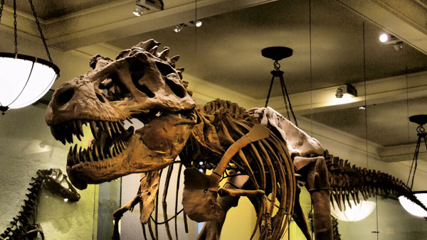 The T-Rex at the Natural History Museum